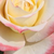 Rumeno - roza - Vrtnica čajevka - Athena®